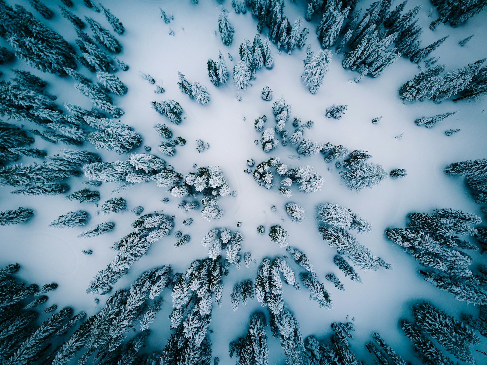 aerial view of snow covered pine trees — Azure AD B2C: Müşteri Kimlik ve Erişim Yönetimi (CIAM)